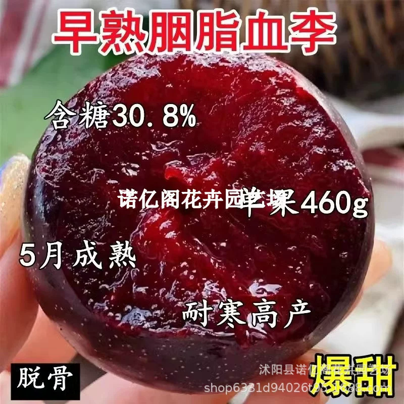 Новый сорт рассады кровавой сливы с привитой румяной очень большой посадкой на юге и севере Холодостойкие результаты посадки в горшках года