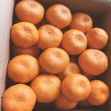 【华南专供】椪柑 450g~550g/盒*3份