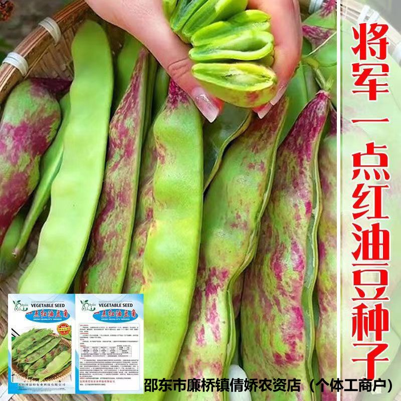 将军一点红油豆角种籽东北油豆种籽将军豆春夏秋四季豆角种子