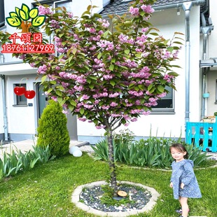 �ձ�����ͥԺ���̈́e�����������ļ������ͺ�������L����