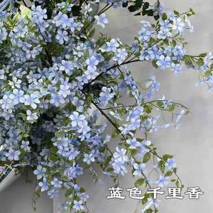 �¿�����{ɫ������  ǧ������������{ɫ���@�L��Y�bٻ����l