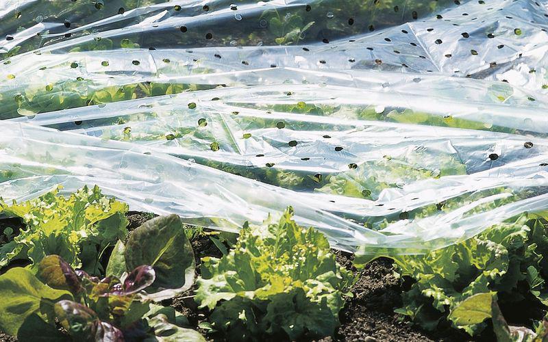 perforated film (10)