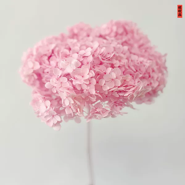 Sakura powder/branch (flower head size is about 25cm)