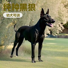 中华墨界黑狼犬幼崽宠物犬大型工作犬幼犬活体狗狗护卫犬狼狗幼崽