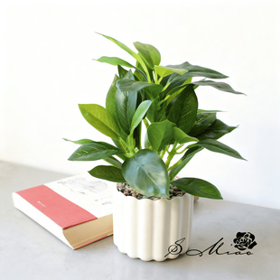 Artificial Flower Banyan Leaf Small Bonsai Creative Ornaments Decoration Manufacturer Direct Supply Artificial Green Plants Fake Artificial Potted Plants Shaping