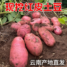 2023年云南高山马铃薯新鲜中号红皮黄心土豆10斤包邮农家洋芋蔬菜