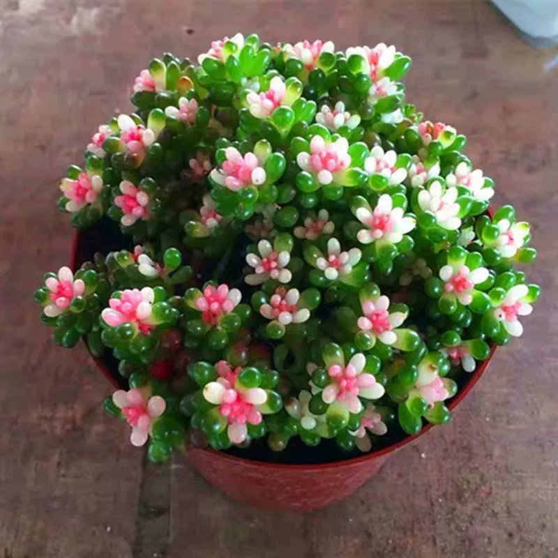 Красочные драконские жемчужные парчи с длинными мясистыми растениями