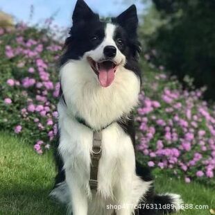 ߅����Ȯ���w�����ڰ��pѪ�y���N��ɫ�Eʯ߅������Ȯ���ﱬ��