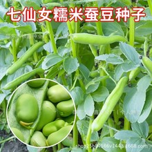 七仙女糯米蚕豆种子兰花豆罗汉豆种籽原装四季蔬菜豆角种子大