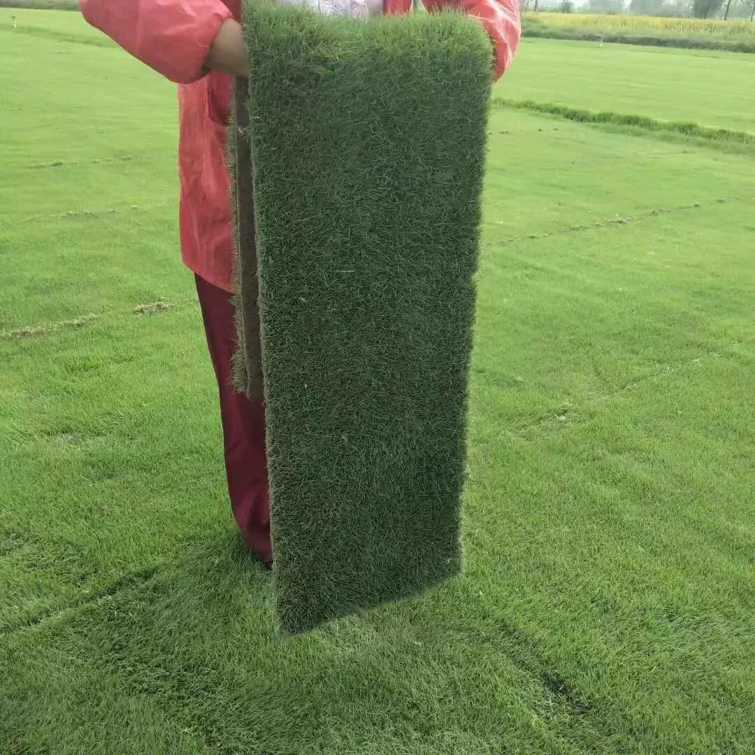 Семена газона смешанные четыре сезона травы четыре сезона