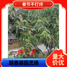 ̩ɽһ̖r FڬFl؛ϵl_޽ӰXһ