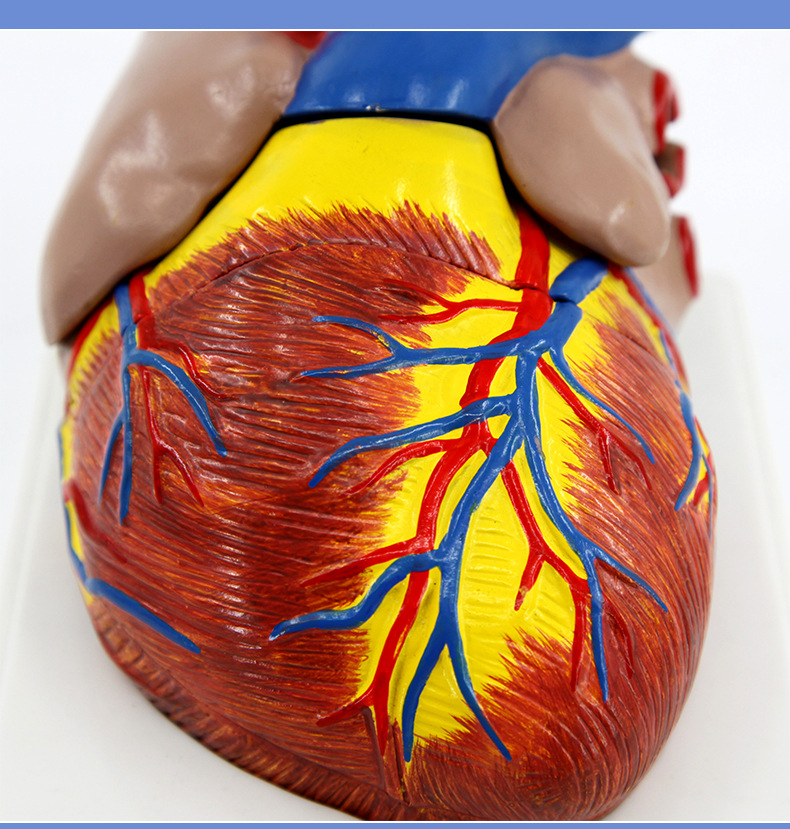 心脏解剖模型_17.jpg
