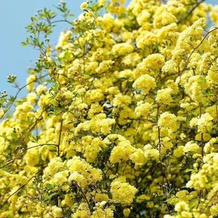 Rose Seedlings, Climbing Plants, Climbing Roses, Blooming Flowers in All Seasons, Extra-Large Fragrant Rose Potted Plants, Courtyard Balcony