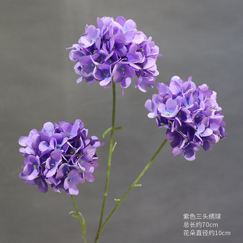 Hortensia púrpura de tres cabezas