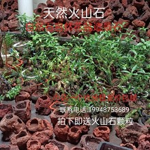 花盆火山岩盆景盆多肉文竹自然石花盆清仓吊兰悬挂透气吸水石花盆