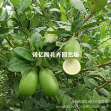 ļʳÙʻǫˮʘͥԺϷNֲ