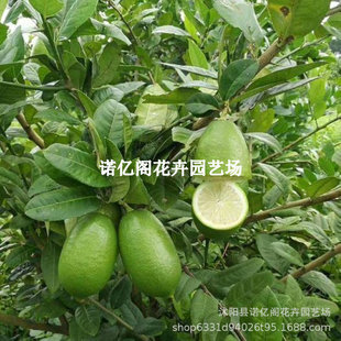 Four-Season Edible Lemon Live Seedlings Seedless Taiwan Perfume Lemon Saplings Potted Courtyard Planting South and North Planting