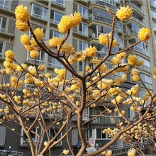 庭院植物结香苗结香花苗结香大小苗金腰袋打结花梦冬花喜花树苗