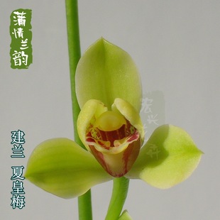 Ся Хуангмей Орхидея Мяо Цзяньлан восемь знаменитых продуктов четыре сезона летние бутоны столовые столик чайный стол зеленый завод
