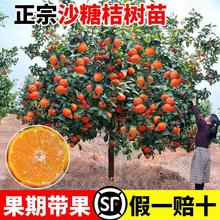 ���ڏV��ɰ���٘���ɳ�ǽ��Ә�����ӟo�����Ә�����Ϸ������Nֲ