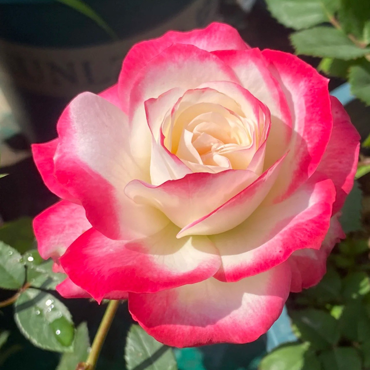 듀크【큰 꽃과 가벼운 향기】샤오미아오