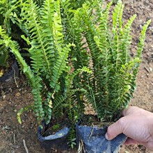 �Iާ��������� �ŹǲݾG�����G�ر���ƺ�Iާ�ͺ���