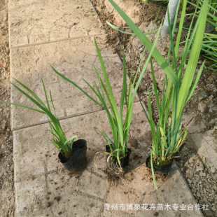 �S���Sβ�S����ˮ������ˮ��ͦˮֲ���~�������G��ֲ���S����С��