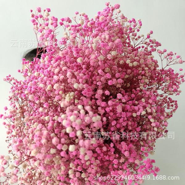 Wholesale Yunnan Ganhua Eternal Flower Flowers Di Flower DIY Bouquet…