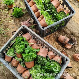 Purple Flower Ground Seedlings Are Cold-Resistant and Shade-Tolerant, and Are Easy to Grow in Balcony Pots and Flower Seedlings in All Seasons