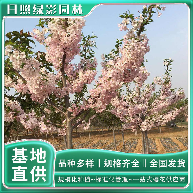 35583107507318932 副本.jpg