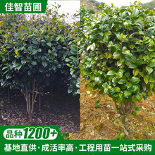 ���ع��� �G��ֲ��G�h�ļ��軨�軨����ɽ�軨�100 �F؛ ���l