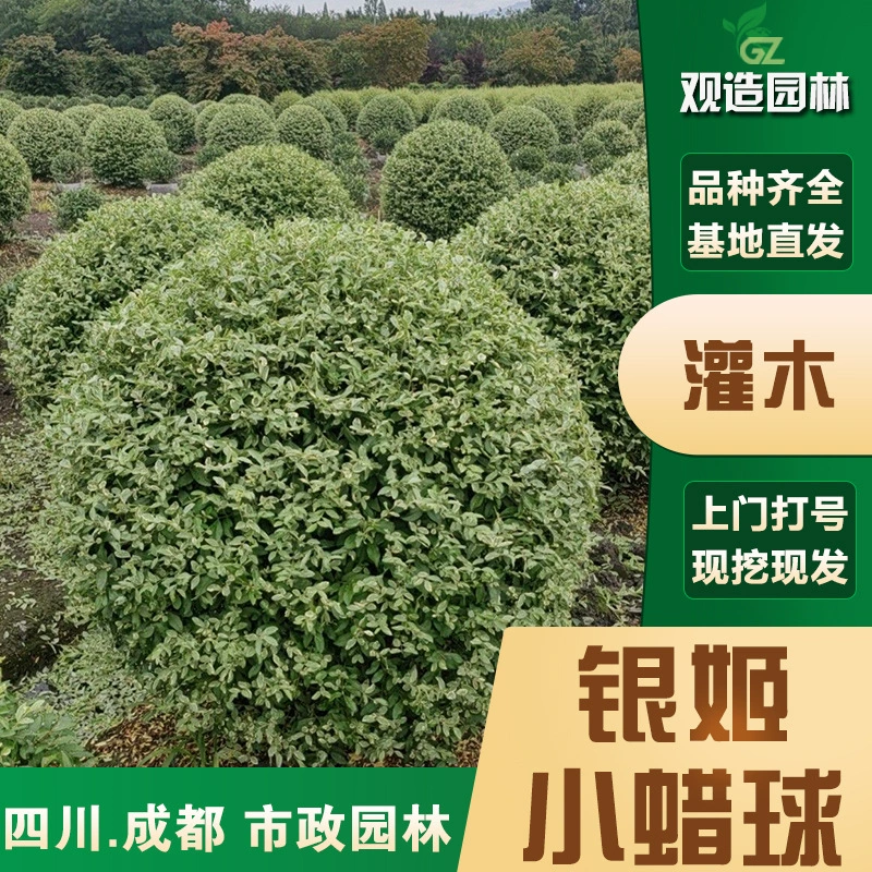 Серебряные восковые шарики для рассады, саженцы для ландшафтного дизайна в Сычуане, садовые, морозостойкие, разноцветные, многолетние цветы в форме листа, зеркальные растения