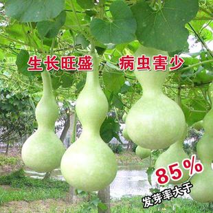 �ƺ��J�N�Ӿ��ɺ��J�����J�N�������������߲˷N���^�p����ͥԺ