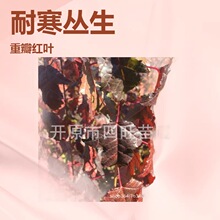 2026�����������֦������l�� ���Ǘ��� С��G�h���Ǘ�С��a��