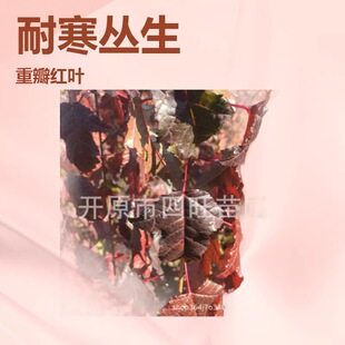 2026�����������֦������l�� ���Ǘ��� С��G�h���Ǘ�С��a��