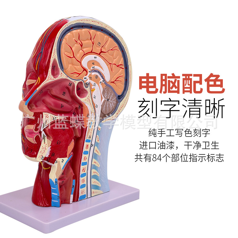 ͷ��ǳ�� �� Ѫ�ֲܷ�ģ�� ����ͷ������ ͷ­���ʹ���Ѫ��ģ��