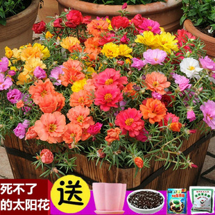 Sunflower Seeds Bloom All Year Round, Baby's Breath Seeds, Indoor Plants, Flower Pots, Spring Garden Sowing