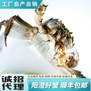苏州精品大闸蟹批发代发加盟量大价优 产地溯源一蟹一扣欢迎来询