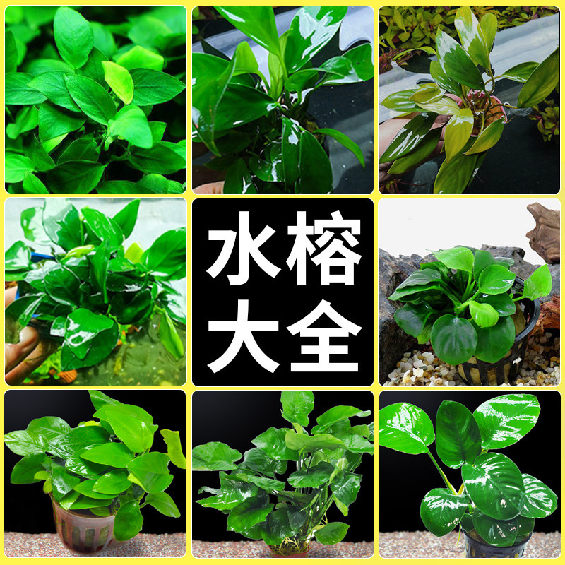Banyan Water Plant submerged wood plant real grass landscape negative fish farming freshwater fish tank green plant lazy novice thin leaf iron grass