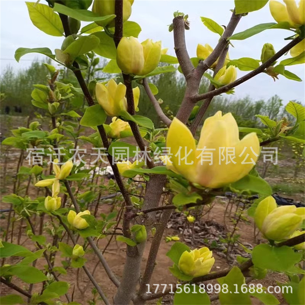 O1CN01UKhGeT1flZgrcHKFx_!!3952