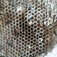 蜂房 農家露蜂房馬蜂窩黃蜂房 山蜂房 無蜂蛹蜂房 500g克