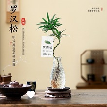 罗汉松小盆栽室内客厅桌面上水培植物懒人好养四季常青放青松绿植