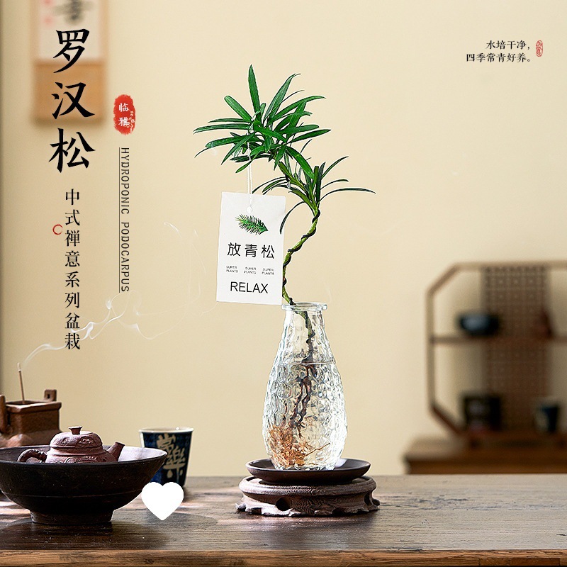 罗汉松小盆栽室内客厅桌面上水培植物懒人好养四季常青放青松绿植
