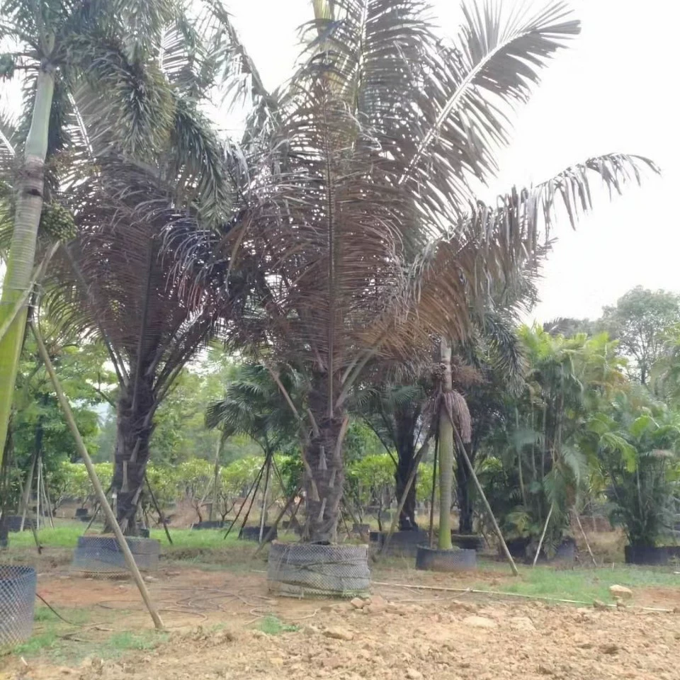 207 Долгосрочные поставки сахарной пальмы сахарной пальмы кокосы высотой 3-8 метров