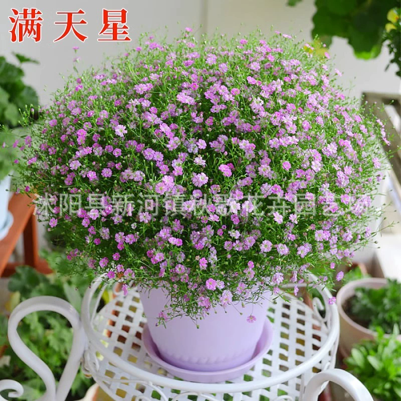 Белые семена цветов Гипсофилы Крытый балкон Горшечные цветы Семена цветов Четыре сезона Легко сеять и цвести Постоянно наблюдая за семенами цветов
