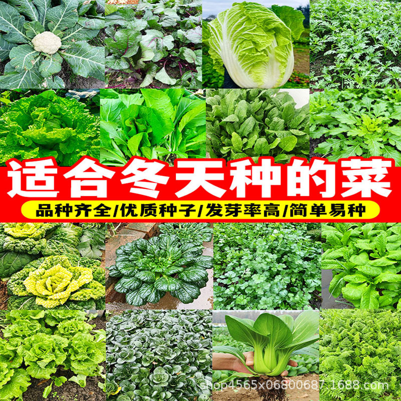 适合冬天种的菜籽耐寒蔬菜种子大全四季种植农家秋播高产优质种孑