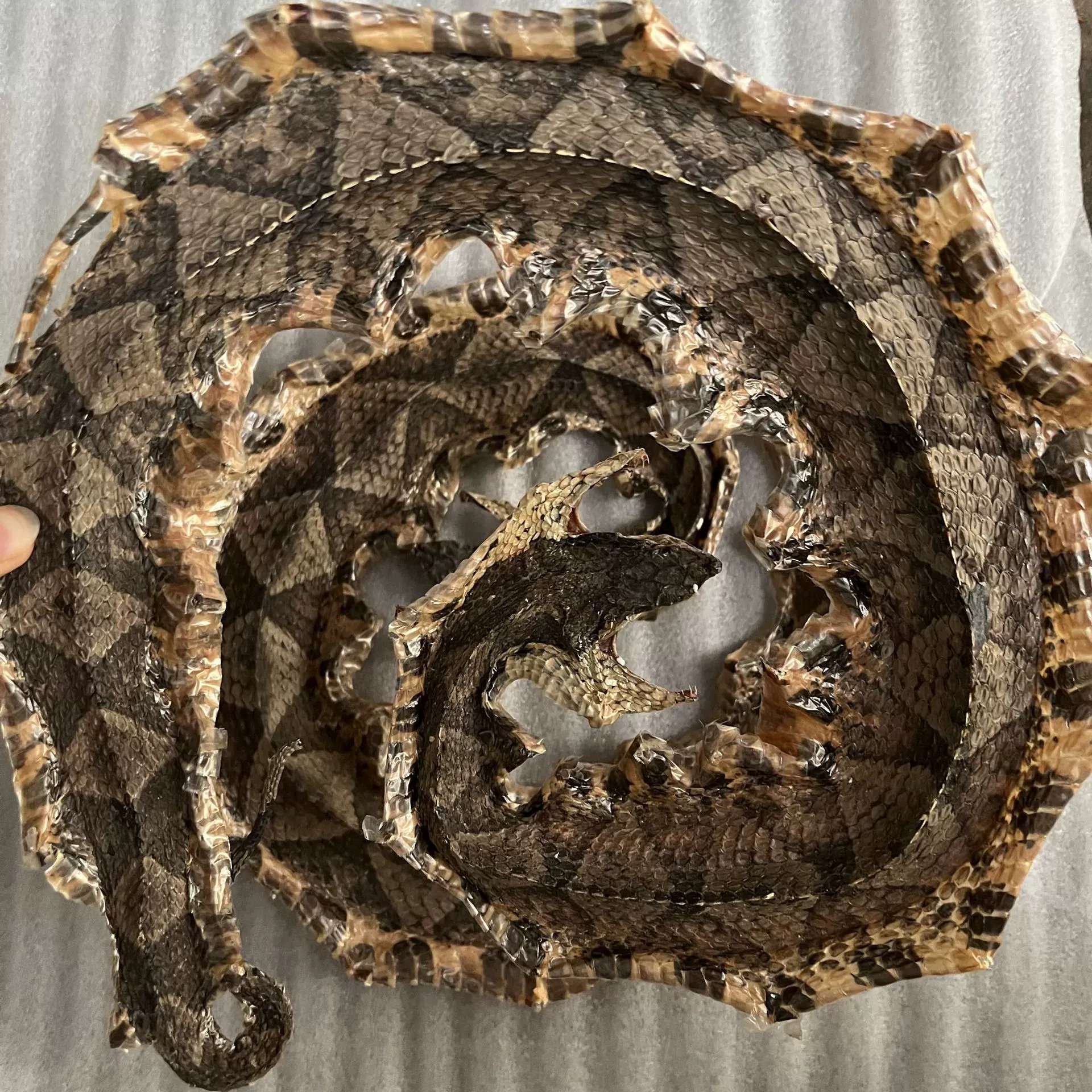 Agkistrodon сушеная китайская травяная медицина оригинальные товары Agkistrodon оптом полностью Открытое большое пятиступенчатое змеиное пузырьковое вино питательное большой белый кончик змеи поцелуй живота