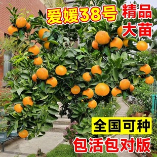 Ehime No. 38 Sapling Jelly Orange Sapling Balcony Courtyard Potted Four-Season Fruit Tree Fruit Sapling Xiangshan Red Beauty Orange Tree