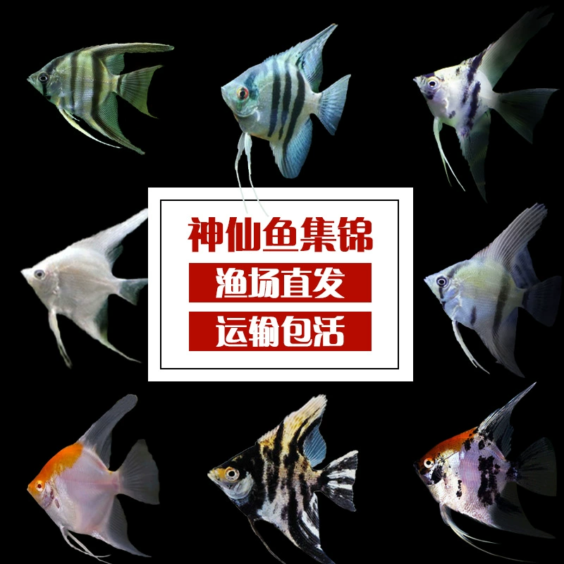 Ангельская рыбка, гуппи, перуанский красочный пресноводный чернильный гуппи, красноголовый трехцветный снежный гуппи, панда, живая тропическая декоративная рыба, домашнее животное.