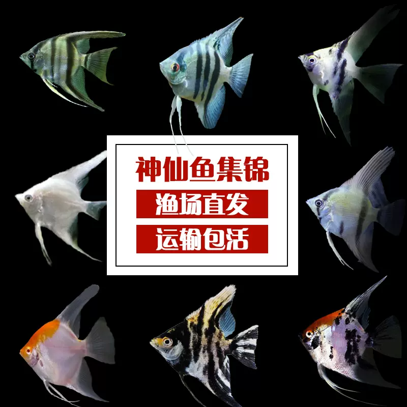 神仙鱼燕鱼秘鲁七彩淡水墨燕红头三色雪燕熊猫活体热带观赏鱼宠物